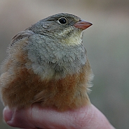 Ortolansparv, Sundre 20060507